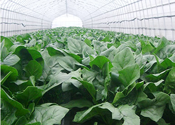 img-business-shikina01